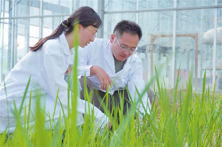 茶稻誕生！三亞科研新突破引領農業生物技術開發